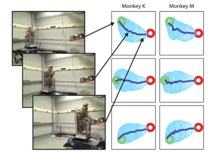 This Robotic Wheelchair is Being Controlled By a Monkey's Brain