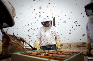 Bee Rustlers Are California's Newest Outlaws