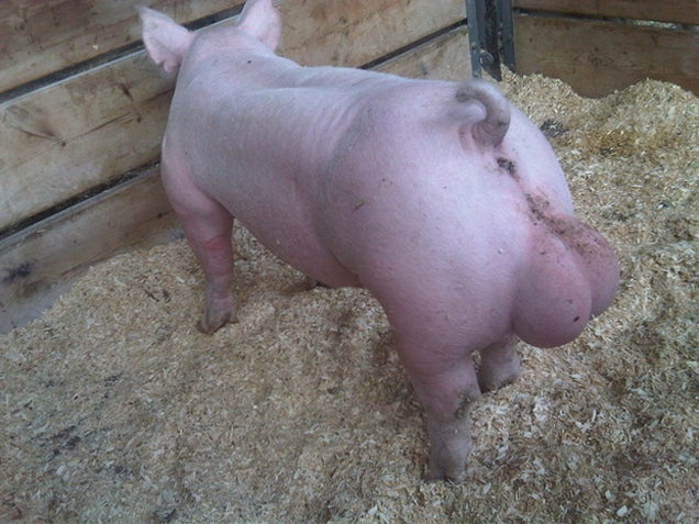 The Story Behind the Internet's Most Famous Photo of a Pig Pooping on Its Own Balls