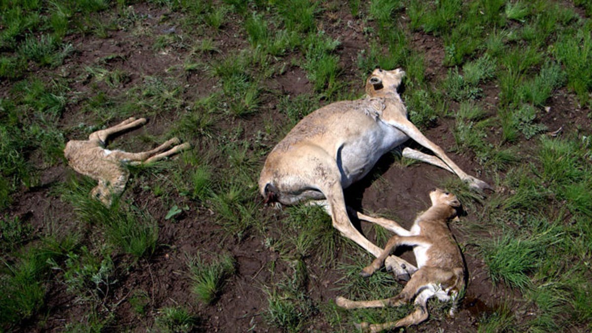 Over 120,000 Saiga Antelopes Have Inexplicably Died Since Mid-May