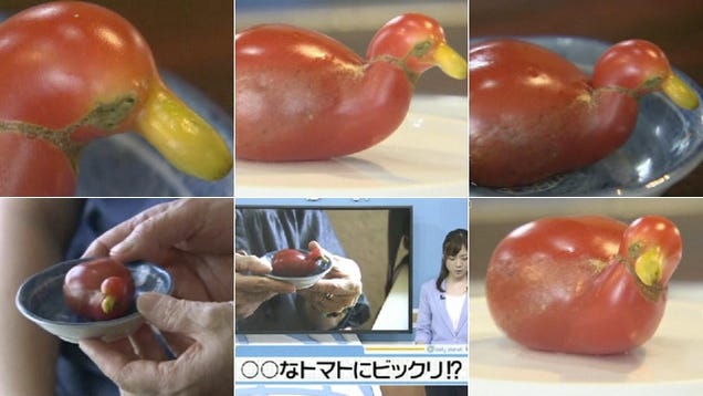 Okay, This Tomato Looks Like a Duck