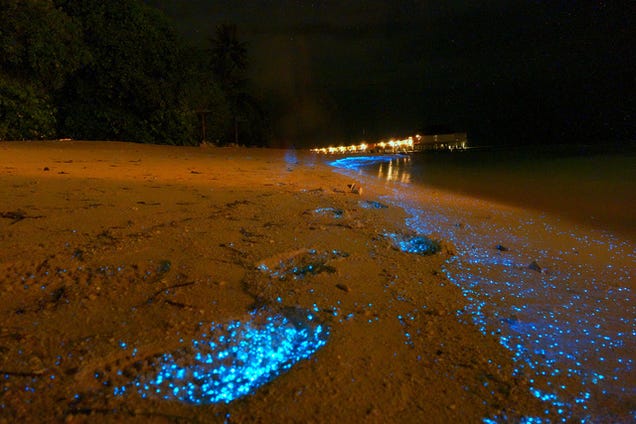 World's most beautiful beach glows like millions of stars at night