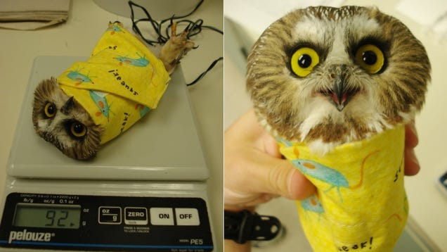 Owls are weighed wrapped up in blankets like little bird burritos