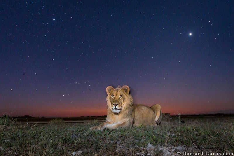 13 Sensational Camera Trap Photos of African Animals At Night