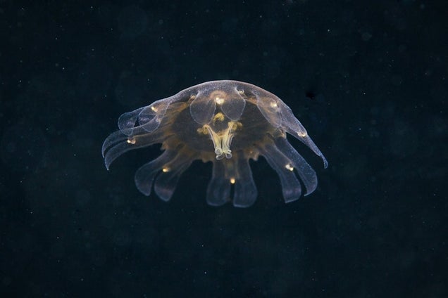 It Seems That Aliens Are Living Under the White Sea