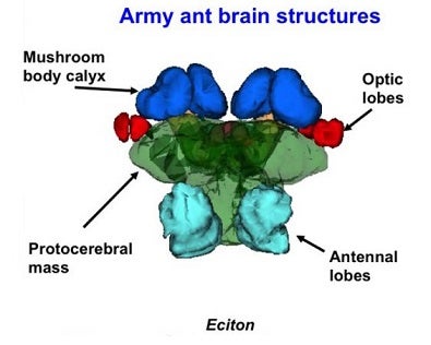 How Ants, Once Blind, Evolved to See Again