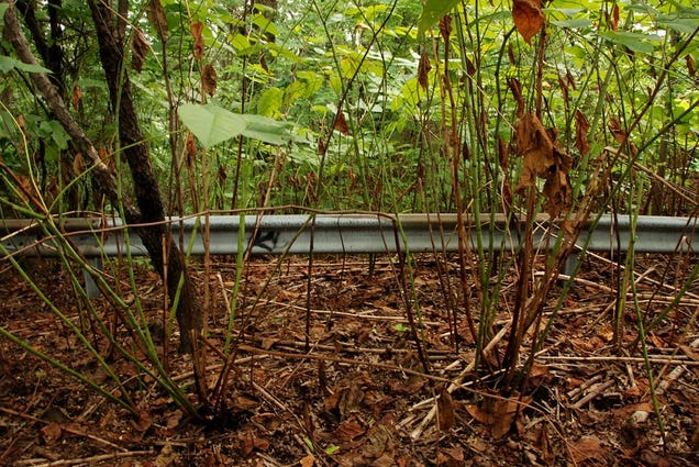Take a stroll down Staten Island's freeway to nowhere