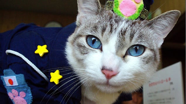 Kyoto's Newest Cop? A Cat in Uniform