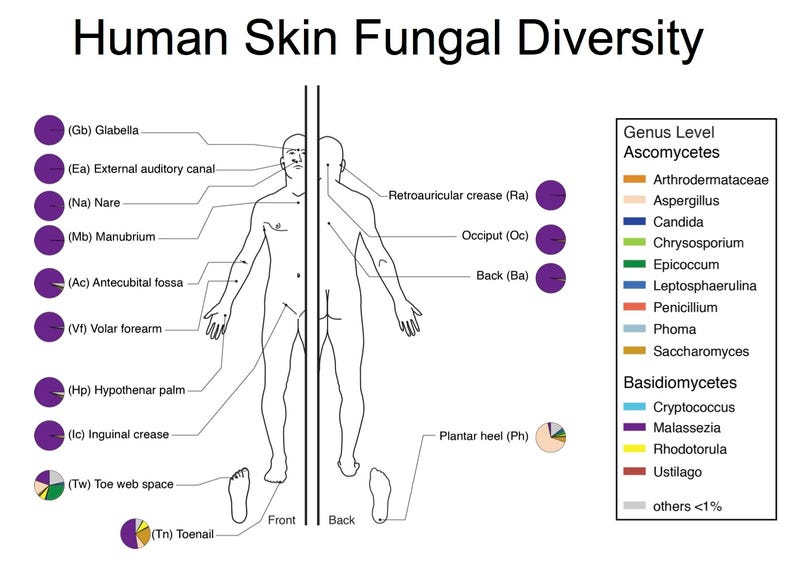 This Fungus Is Growing All Over Your Body