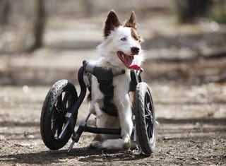 Roosevelt—The Bi-Pedal, Off-Roading Border Collie