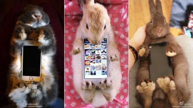 Don't Use Real Rabbits as Your Smartphone Case