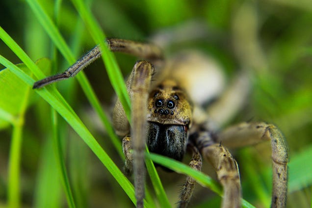 75 Close-Ups Of Bugs