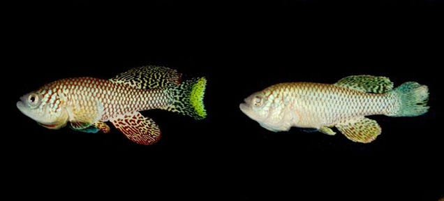 This Unusually Short-Lived Fish Could Hold the Secrets to Getting Old