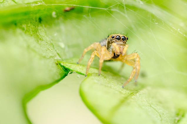 75 Close-Ups Of Bugs