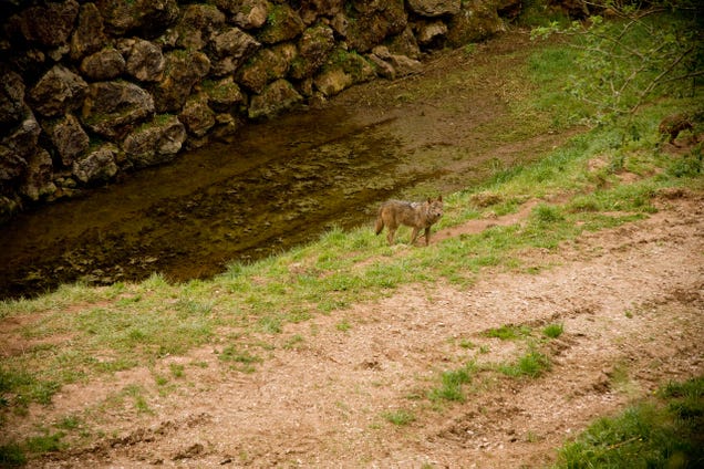 Visit Spain, See Wolves