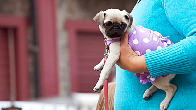 Highlights From "Puglandia," Oregon's Annual Pug Crawl