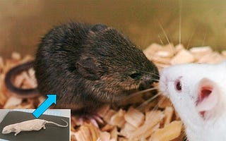 Scientists Clone Mouse from Damaged Frozen Cells, Mammoth, Sabertooth Next In Line
