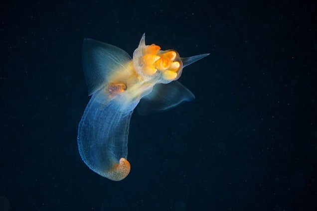 It Seems That Aliens Are Living Under the White Sea