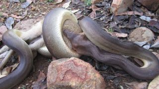 Incredible Images Show A Python Devouring An Entire Wallaby