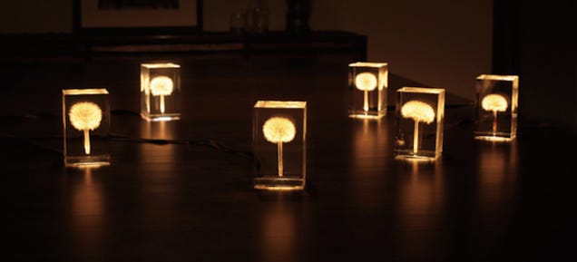 These Magical OLED Lamps Are Embedded With Real Dandelions