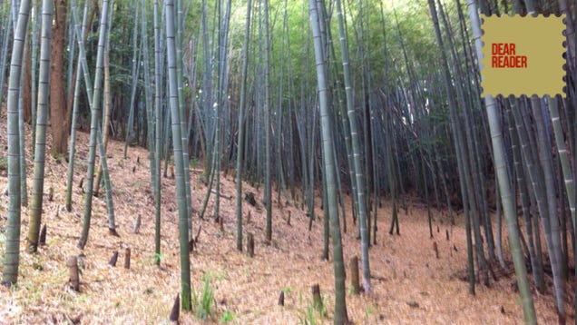 Digging Up Bamboo Shoots. And Then Eating Them.