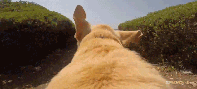 Happiness is this video of a dog running towards the sea