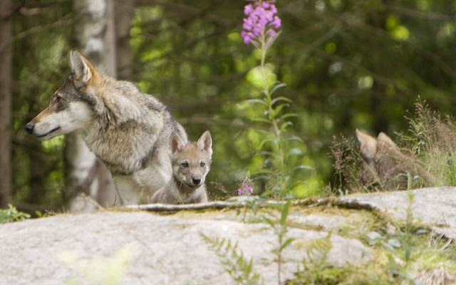 Why everything you know about wolf packs is wrong