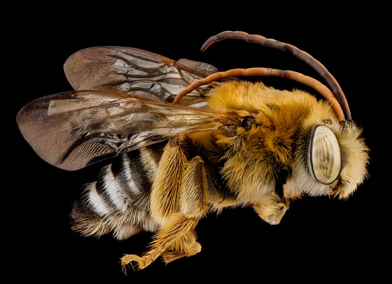 These Exquisite Bee Photographs Reveal Every Delicate Hair, Antenna, and Wing