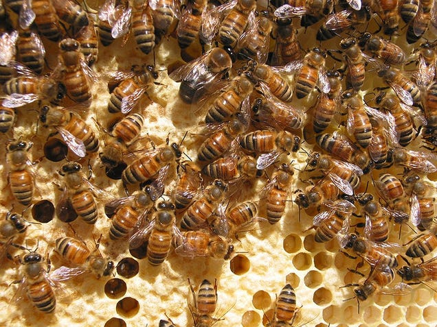 Will California's Drought Cause a Honey Shortage?