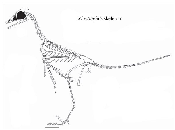 an analysis of archaeopteryx fossils during the jurassic period Xiaotingia lived in china during the late jurassic period, and was about the size of a pigeonuntil recently, its beautifully preserved fossil sat innocuously in the shandong tianyu musuem of. an analysis of archaeopteryx fossils during the jurassic period Xiaotingia lived in china during the late jurassic period, and was about the size of a pigeonuntil recently, its beautifully preserved fossil sat innocuously in the shandong tianyu musuem of.