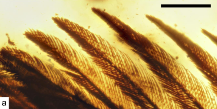 99 Million-Year-Old Bird Wings Found Encased in Amber