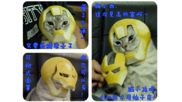 This Iron Man Helmet Was Made of Grapefruit. For a Cat.