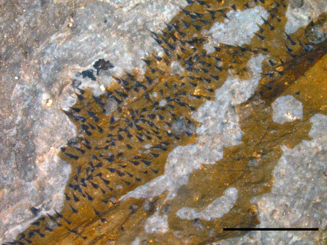 Five-Foot-Long Sea Scorpion Proves the Ancient Oceans Were a Terrifying Place