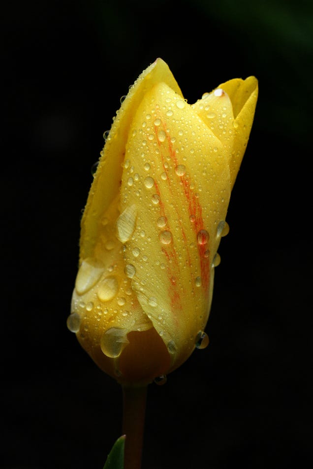 Shooting Challenge: Spring Gallery 1