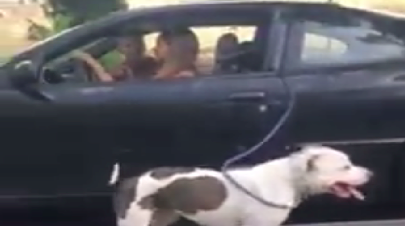 Watch Some Genius Use Her Car To Walk A Dog