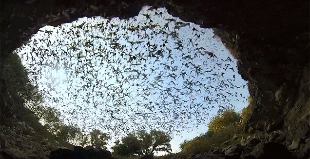 What It Looks Like When Millions of Bats Fly Away from Their Bat Cave at Once
