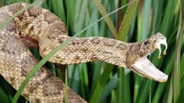 The Teeth Of A 200 Million Years Old Reptile Reveal How Snakes Got ...