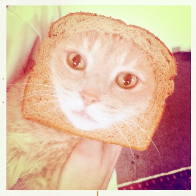 Here Are Your Best Pictures of Breaded Cats