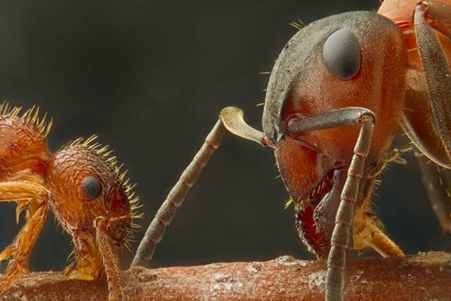 These Incredible Microscopic Photos of Small Things Seem Unreal