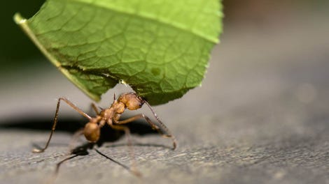 leafcutter ants,leafcutterants idiot moron lets himself get bitten repeatedly by leafcutter