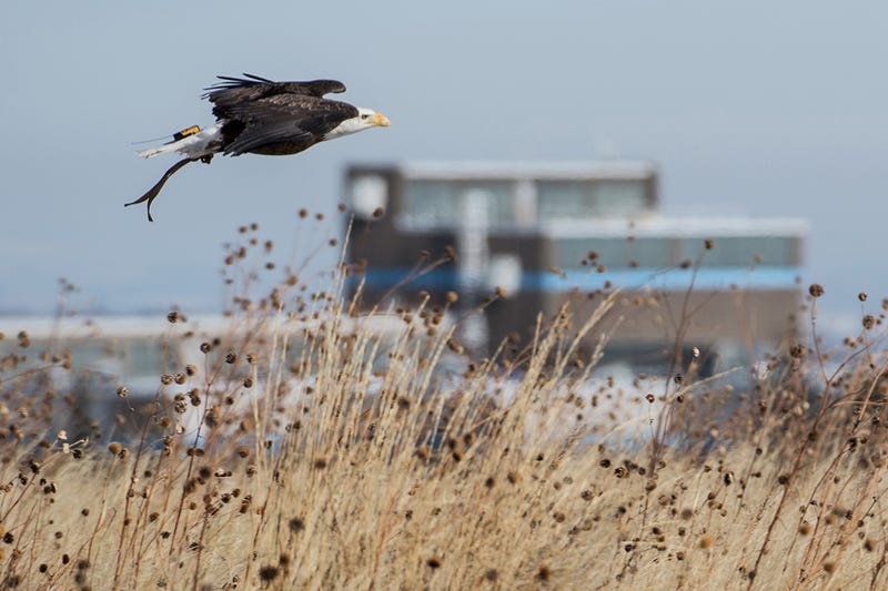 Spirit the Eagle Helps to Stop Birds Getting Chopped by Wind Turbines