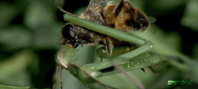 This mantis eating a fly alive is so damn gross—but I can't stop looking
