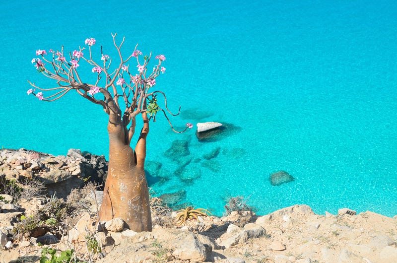 Así es Socotra, la isla de las especies perdidas (y muy, muy raras)