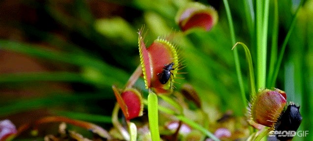 Watching carnivorous plants eat bugs is strangely therapeutic