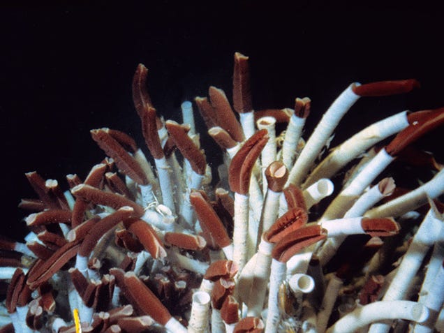 bacteria perform chemosynthesis bacteria perform chemosynthesis
