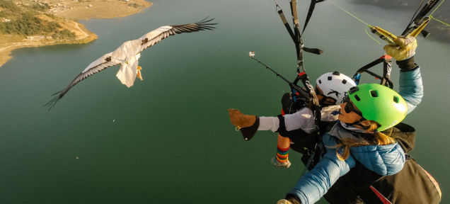 Parahawking: An Actual Sport That Mixes Paragliding And GIANT BIRDS