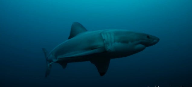 Scientists: A mysterious animal ate an entire 9-foot great white shark