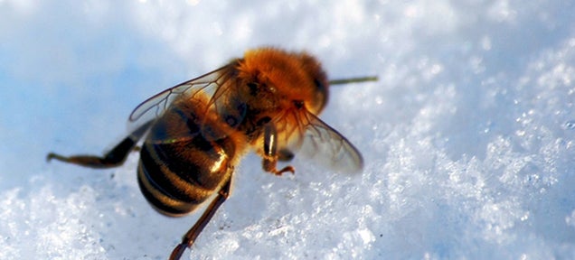 Where Do Insects Go in Winter?