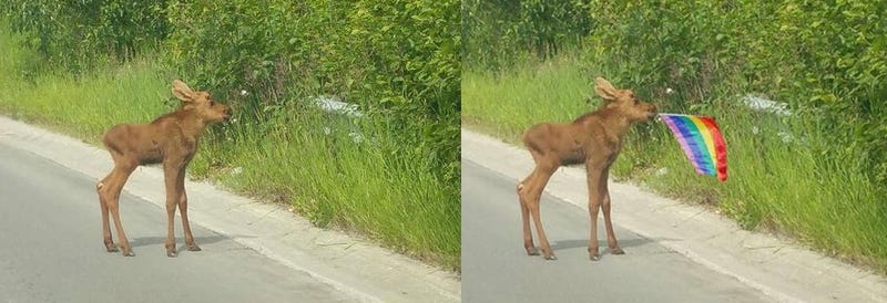 That Photo of a Baby Moose With a Pride Flag is Fake