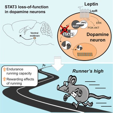 Lower Levels of Fat Hormones May Contribute to Runner's High